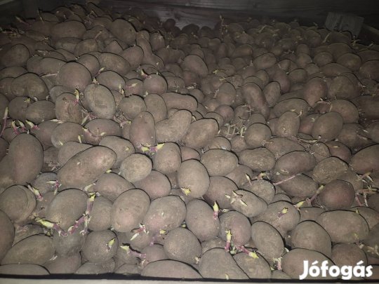 Vetőburgonya eladó