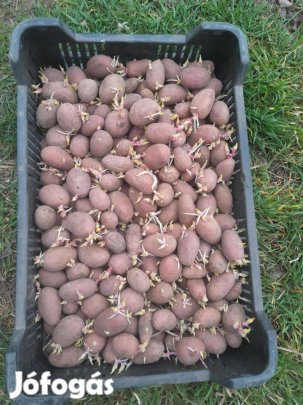 Vetőmag burgonya eladó