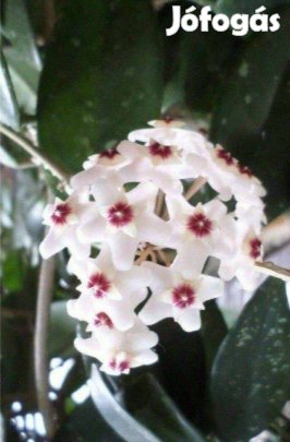 Viasz virág mirtusz szobanövény 40 éves virágzó