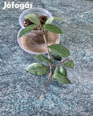 Viaszvirág Hoya fitchii