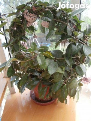 Viaszvirág, Hoya Mária Könnye, Krisztusvirág