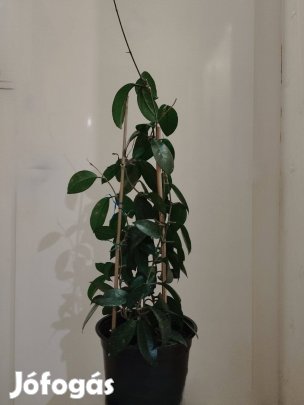 Viaszvirág (Hoya) fehér virágú eladó 70 cm