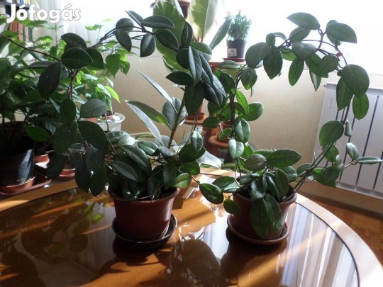 Viaszvirág: az egyik Elkelt, még egy növény van eladó