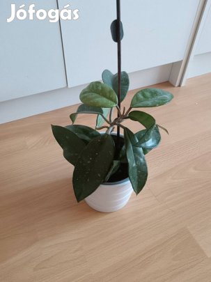 Viaszvirág fehér virágú