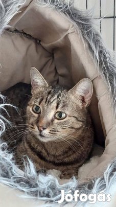 Vicuska cica örökbefogadó gazdit keres ingyenesen