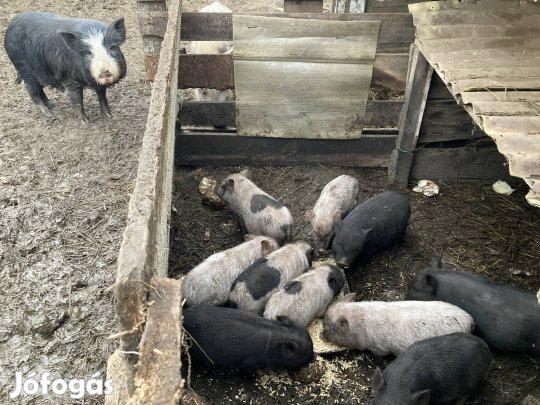 Vietnami Csungoshasu valasztasi malacok elado