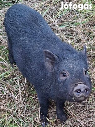 Vietnámi Sertés eladó