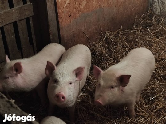 Vietnámi X nagyfehér malacok 