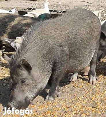 Vietnámi aktív kan eladó cserelhető 