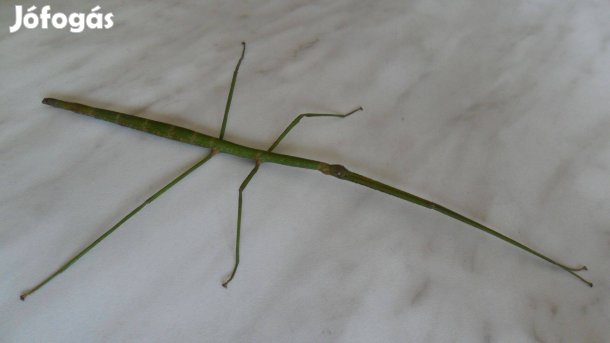 Vietnami botsáska eladó