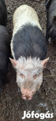 Vietnami csengő hasu malacok