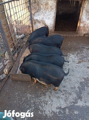 Vietnámi csüngö hasú malacok