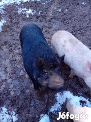 Vietnámi csüngő hasú páros