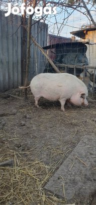 Vietnámi csüngőhasú Koca 