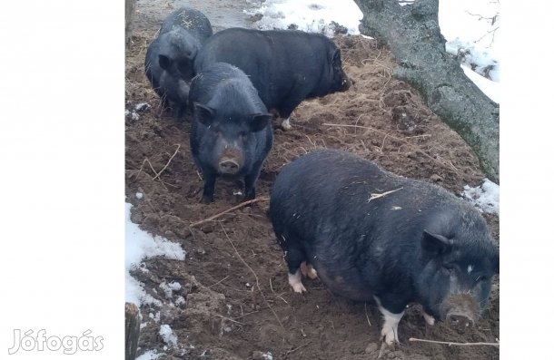 Vietnámi csüngőhasú anyakoca