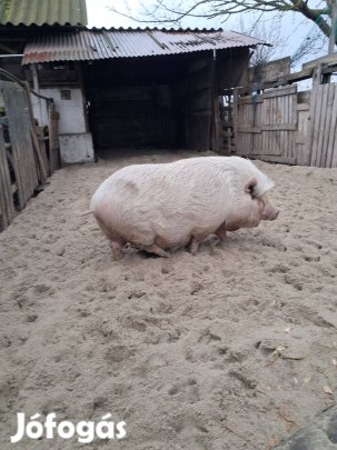 Vietnámi csüngőhasú koca eladó