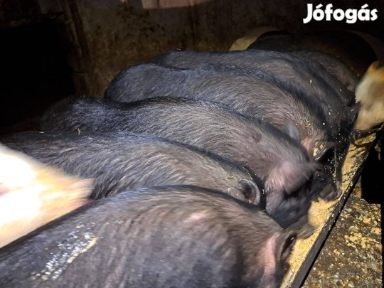 Vietnámi csüngőhasú malac