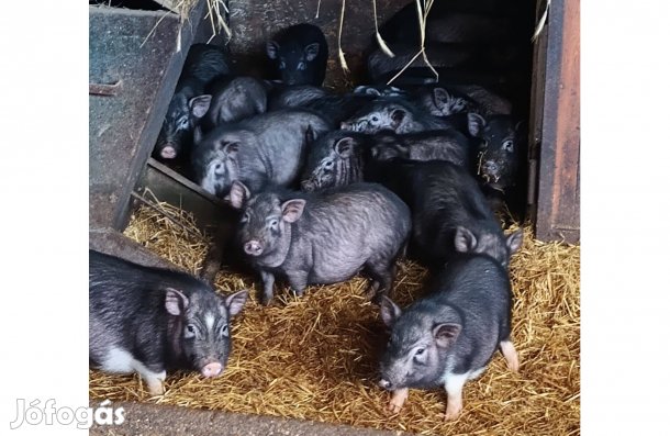 Vietnámi csüngőhasú malac