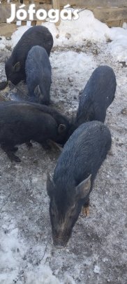 Vietnámi csüngőhasú malacok