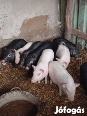 Vietnami csüngőhasú malacok