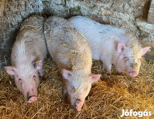 Vietnámi csüngőhasú sertés, koca süldő