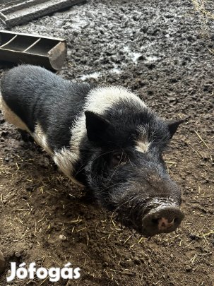 Vietnámi csüngőhasú sertések