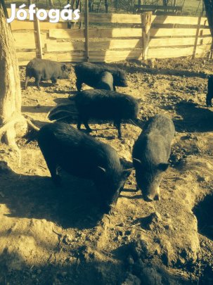 Vietnami csüngőhasú süldők, malacok 6honapos