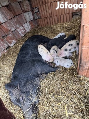 Vietnámi disznó malacokkal