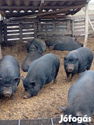 Vietnámi félvérek eladók vagy csere