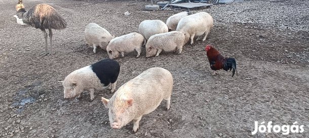 Vietnámi hízók eladóak