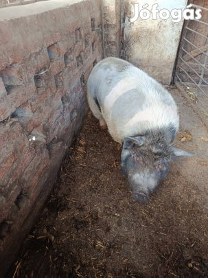 Vietnámi hízók és pindur süldők