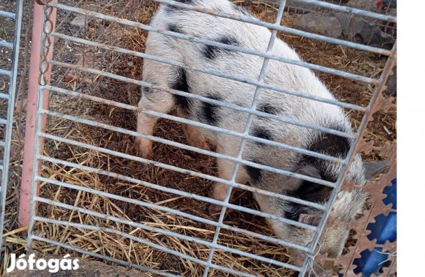 Vietnámi kan eladó