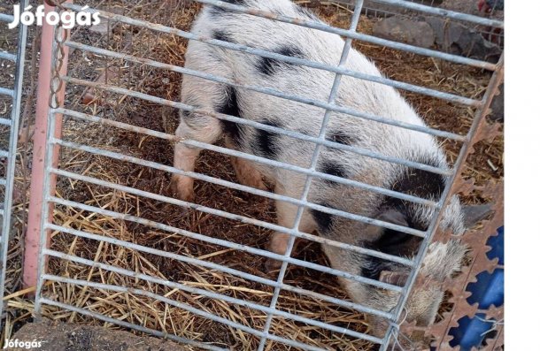 Vietnámi kan eladó vagy csere
