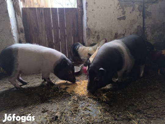 Vietnámi keverék kocák eladók!