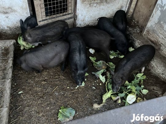 Vietnámi keverék malacok eladóak