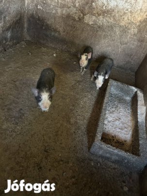 Vietnami kis malacok eladóak 