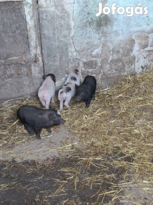 Vietnámi kismalacok