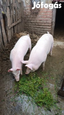 Vietnámi koca malacával Eladó!
