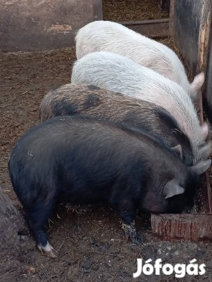 Vietnámi kocák eladók 