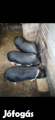 Vietnámi költözne