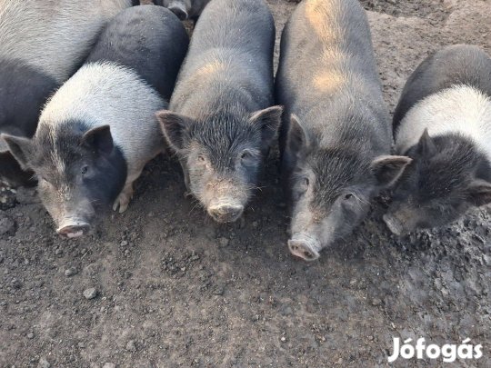 Vietnámi malac eladó