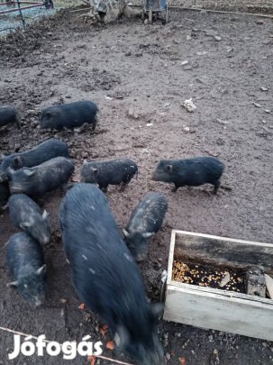 Vietnámi malac sertés