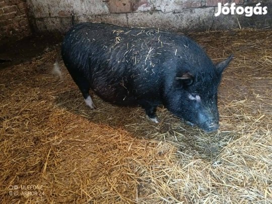 Vietnami malacok eladók