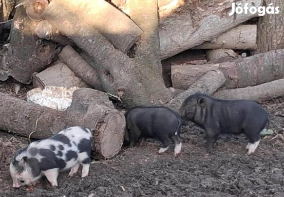 Vietnami malacok eladók!