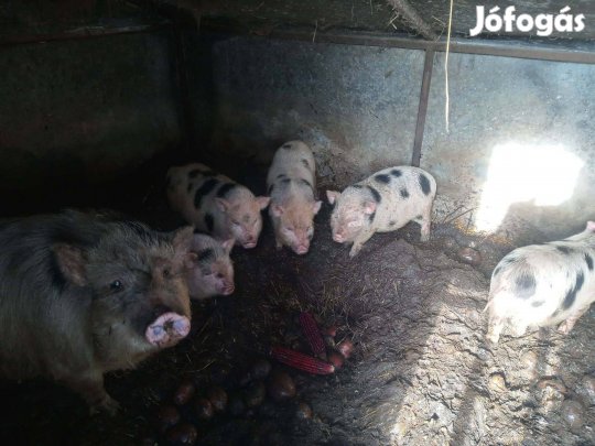 Vietnámi malacok elkeltek