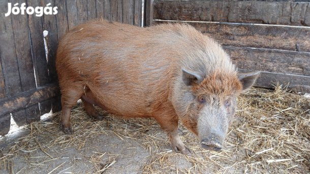 Vietnámi-mangalica hasas koca