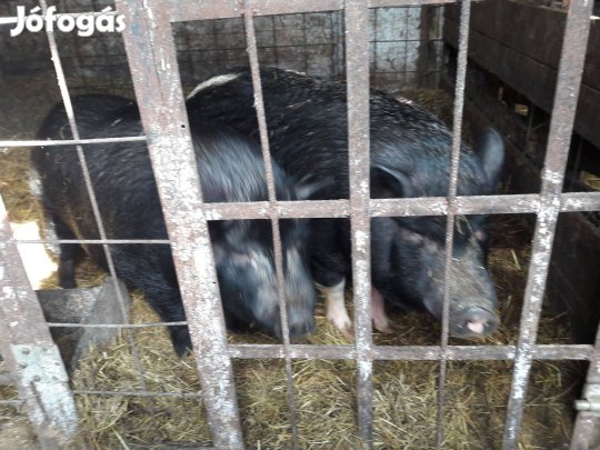 Vietnámi sertés eladó