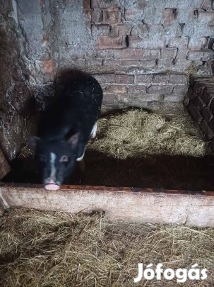 Vietnámi sertések vihetők