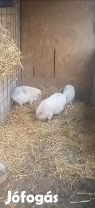 Vietnámi süldő, malac sertés