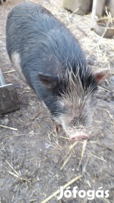 Vietnámi süldők eladók 20-25kg